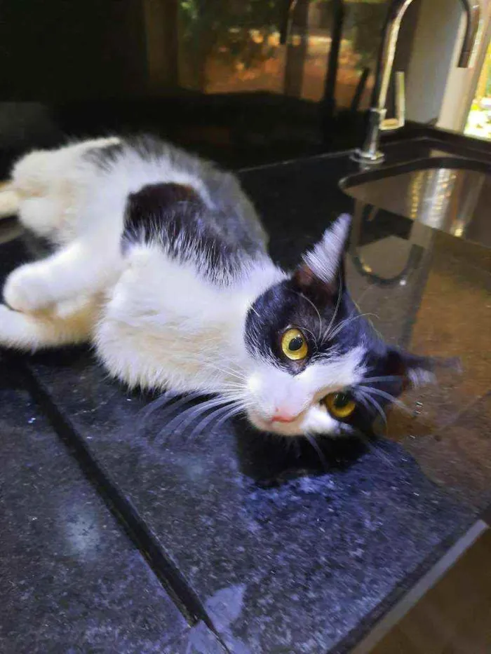 Gato ra a S.R.D. idade 7 a 11 meses nome Nina