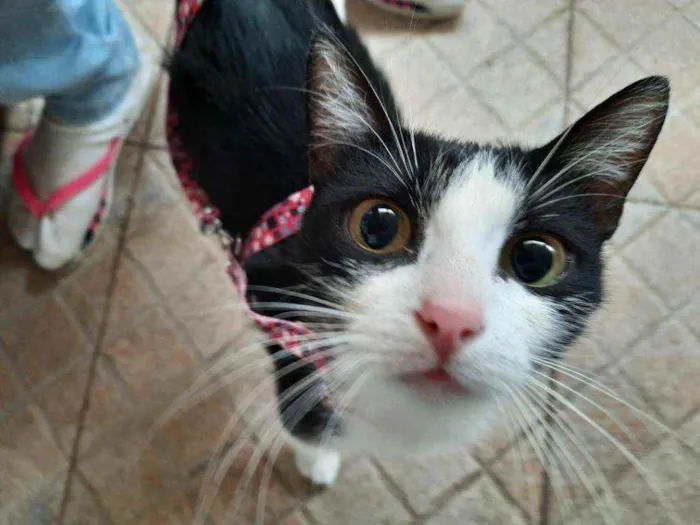 Gato ra a S.R.D. idade 7 a 11 meses nome Nina