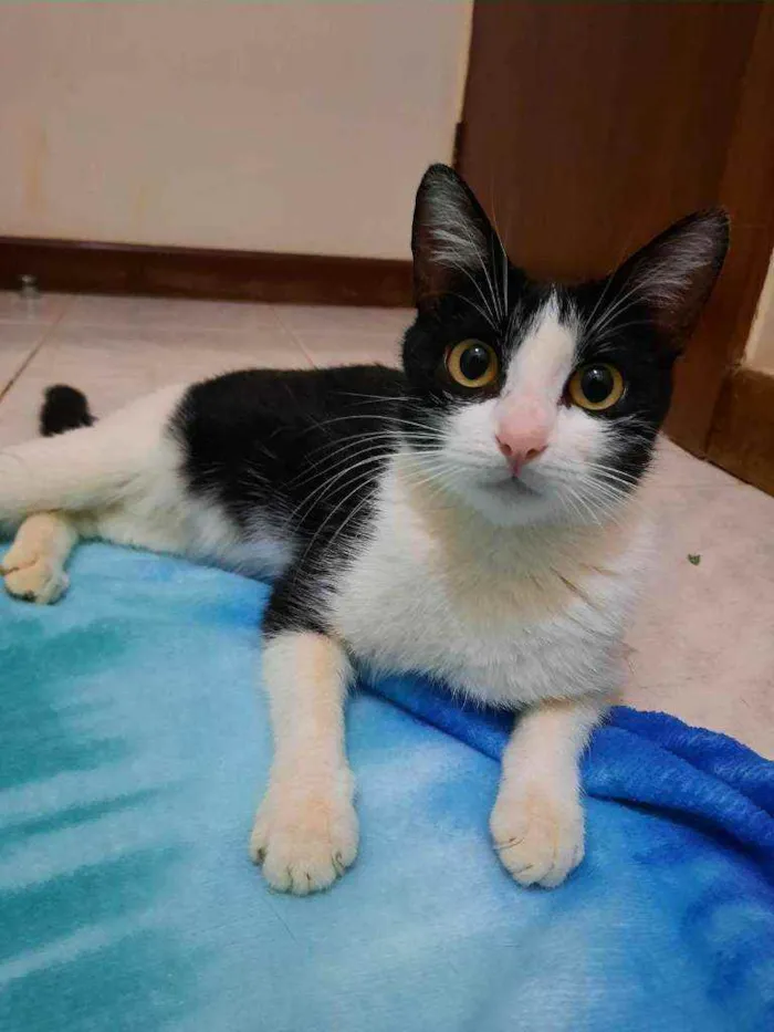 Gato ra a S.R.D. idade 7 a 11 meses nome Nina