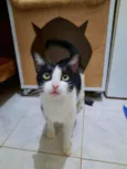 Nina