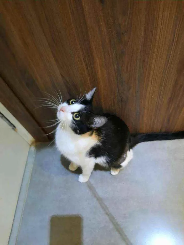 Gato ra a S.R.D. idade 7 a 11 meses nome Nina