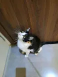 Nina