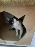 Nina