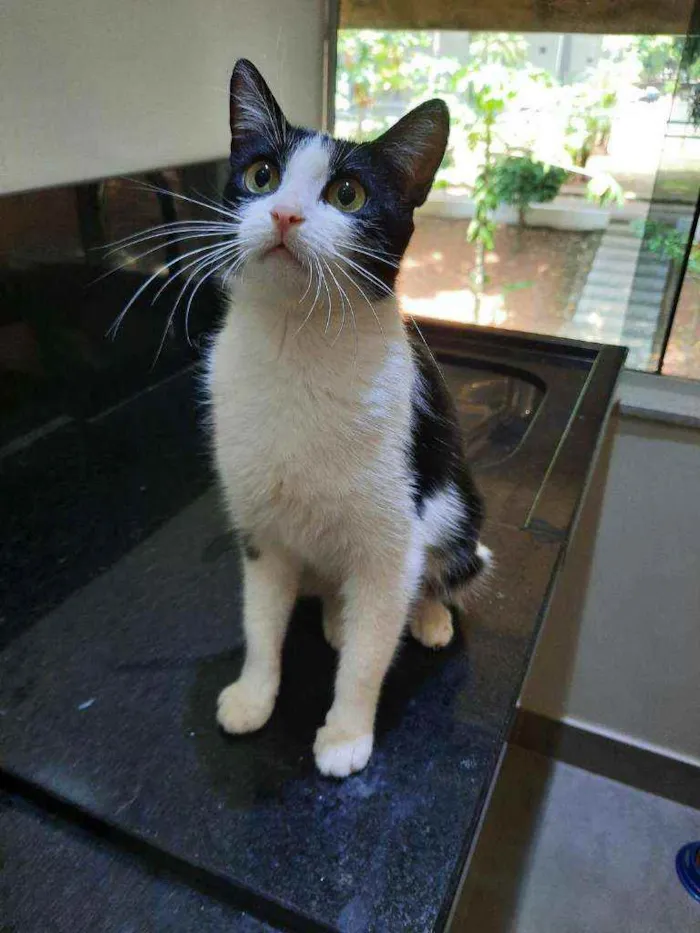 Gato ra a S.R.D. idade 7 a 11 meses nome Nina