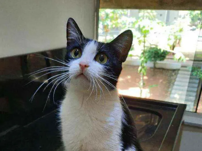 Gato ra a S.R.D. idade 7 a 11 meses nome Nina
