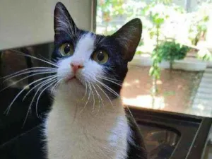Gato raça S.R.D. idade 7 a 11 meses nome Nina