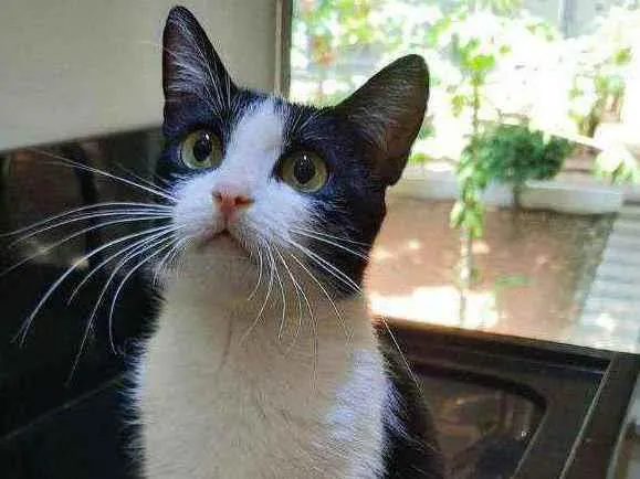 Gato ra a S.R.D. idade 7 a 11 meses nome Nina