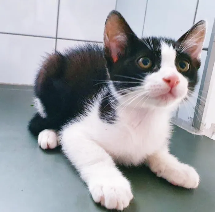 Gato raça SRD-ViraLata idade 2 a 6 meses nome FIO FRAJOLA