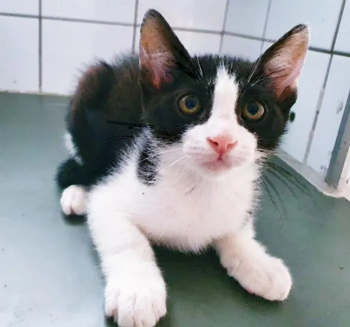 Gato raça SRD-ViraLata idade 2 a 6 meses nome FIO FRAJOLA