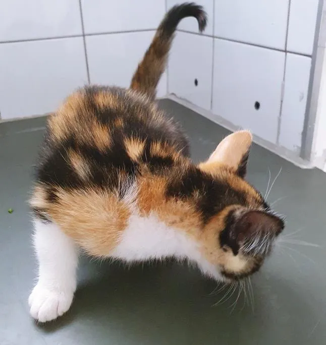 Gato raça SRD-ViraLata idade  nome TEODORA TRICOLOR