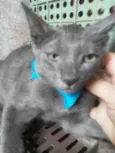 Felix
