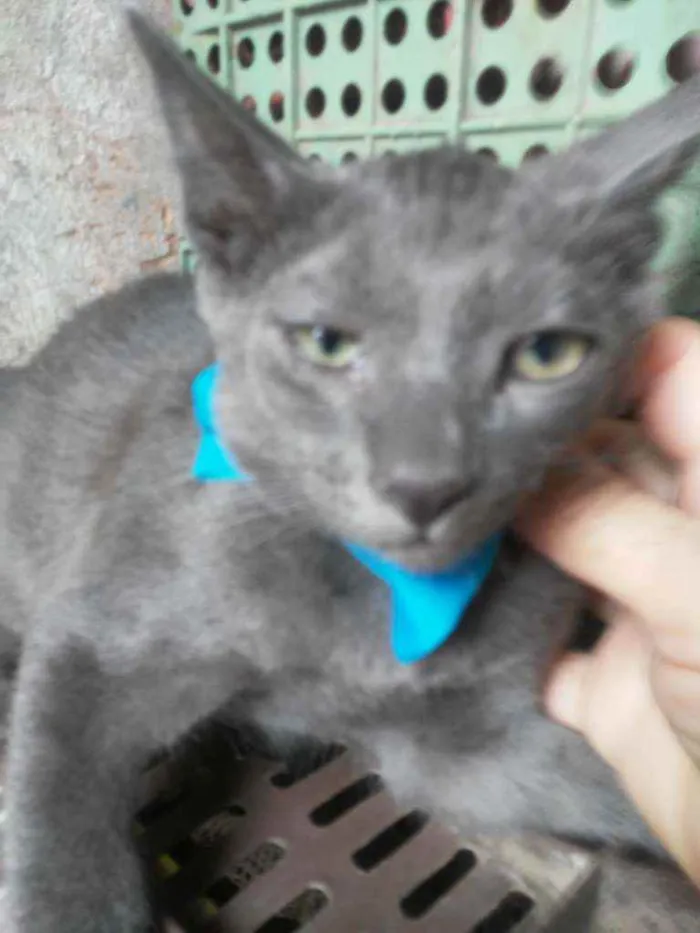 Gato ra a Comum cinza idade 2 a 6 meses nome Felix
