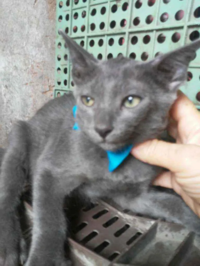 Gato ra a Comum cinza idade 2 a 6 meses nome Felix