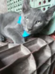 Felix