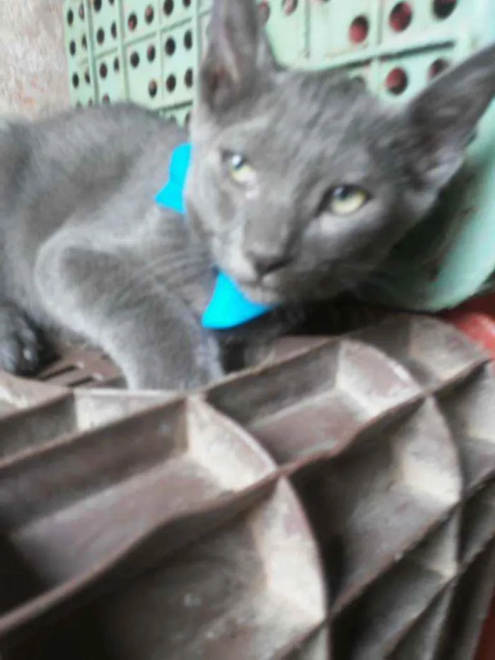 Gato ra a Comum cinza idade 2 a 6 meses nome Felix