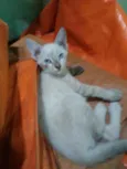 Susi