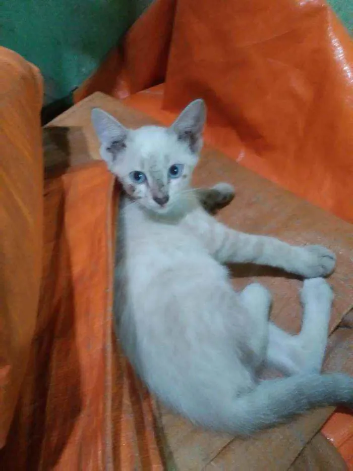Gato ra a Siamesa idade 2 a 6 meses nome Susi