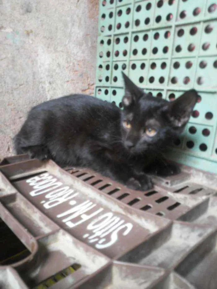 Gato ra a Comum idade 2 a 6 meses nome Panterinha
