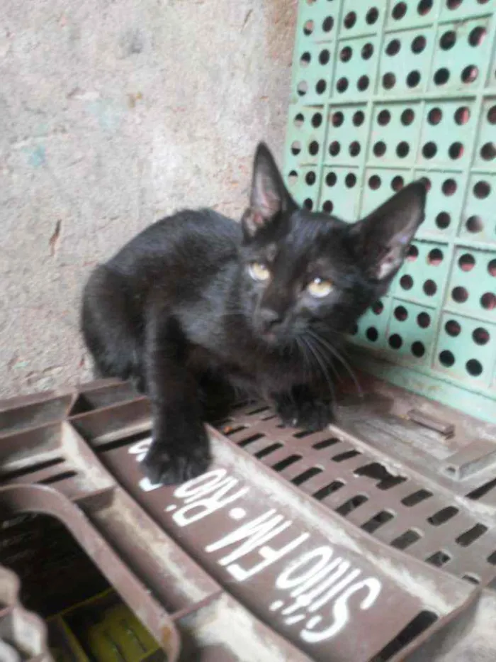 Gato ra a Comum idade 2 a 6 meses nome Panterinha