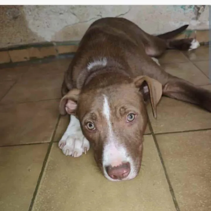 Cachorro ra a Pitbull idade 2 a 6 meses nome Bradock