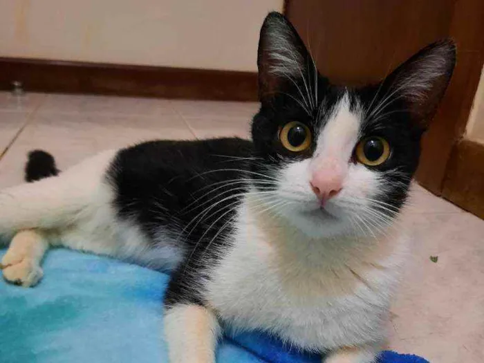 Gato ra a S.R.D. idade 7 a 11 meses nome Nina