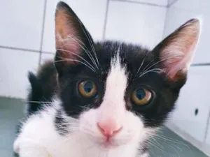 Gato raça SRD-ViraLata idade 2 a 6 meses nome FIO FRAJOLA