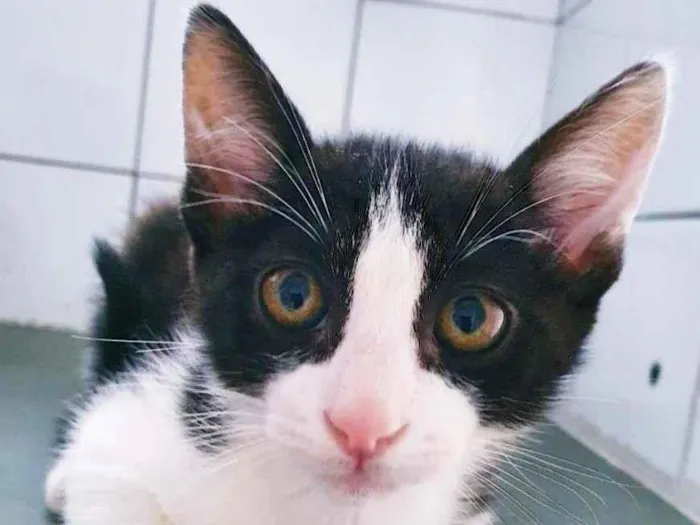 Gato raça SRD-ViraLata idade 2 a 6 meses nome FIO FRAJOLA