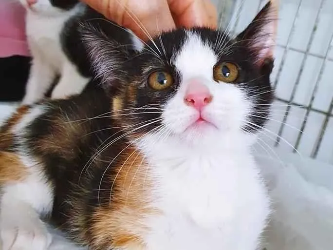 Gato raça SRD-ViraLata idade  nome TEODORA TRICOLOR