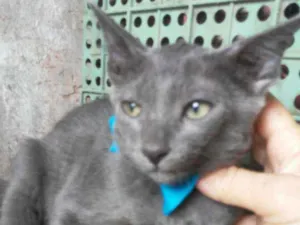Gato raça Comum cinza idade 2 a 6 meses nome Felix