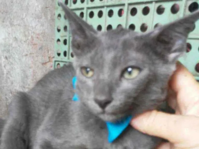 Gato ra a Comum cinza idade 2 a 6 meses nome Felix