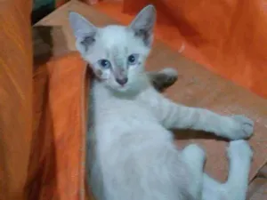 Gato raça Siamesa idade 2 a 6 meses nome Susi