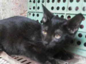 Gato raça Comum idade 2 a 6 meses nome Panterinha