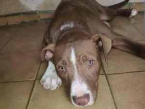 Cachorro raça Pitbull idade 2 a 6 meses nome Bradock