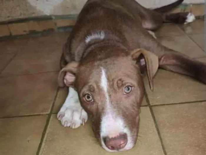 Cachorro ra a Pitbull idade 2 a 6 meses nome Bradock