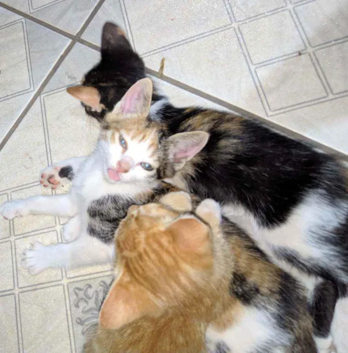 Gato raça SRD idade Abaixo de 2 meses nome Ainda não tem nome