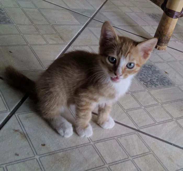 Gato raça SRD idade Abaixo de 2 meses nome Ainda não tem nome