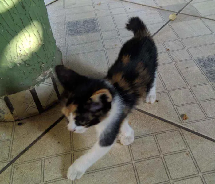 Gato raça SRD idade Abaixo de 2 meses nome Ainda não tem nome