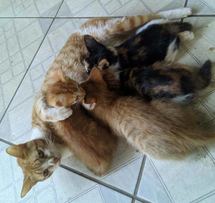 Gato raça SRD idade Abaixo de 2 meses nome Ainda não tem nome