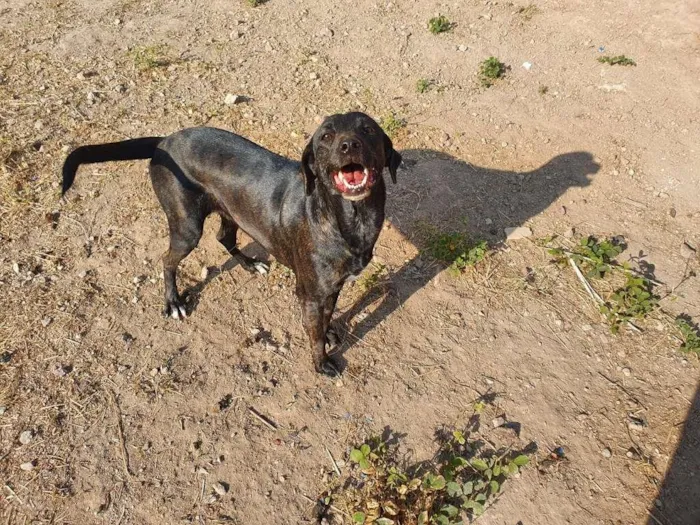 Cachorro raça SRD-ViraLata idade 2 anos nome Nescau - Castrada