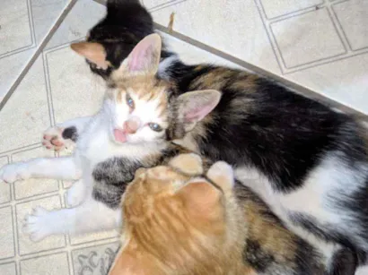 Gato raça SRD idade Abaixo de 2 meses nome Ainda não tem nome