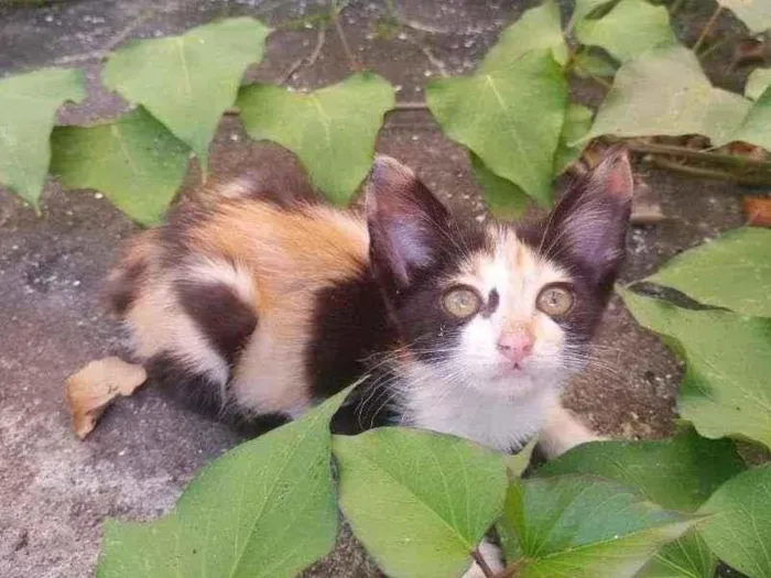 Gato ra a  idade Abaixo de 2 meses nome Larinha