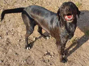 Cachorro raça SRD-ViraLata idade 2 anos nome Nescau - Castrada