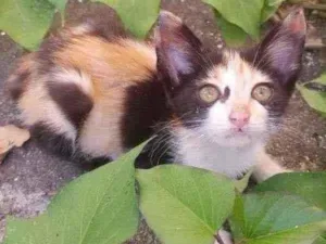 Gato raça  idade Abaixo de 2 meses nome Larinha