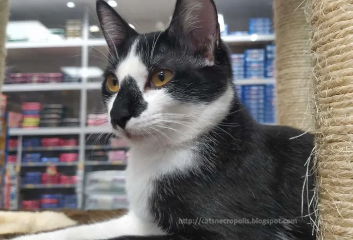 Gato ra a srd idade 2 a 6 meses nome Narizinho