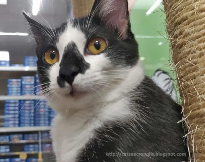 Gato ra a srd idade 2 a 6 meses nome Narizinho