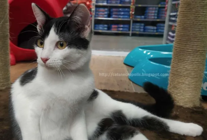 Gato ra a srd idade 2 a 6 meses nome Marshmallow