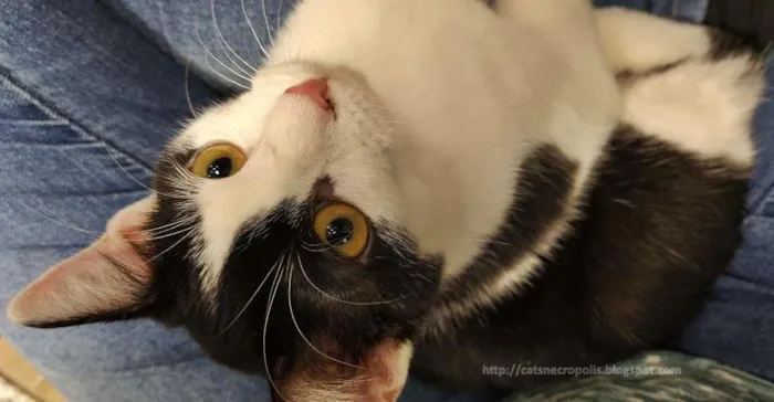 Gato ra a srd idade 2 a 6 meses nome Marshmallow