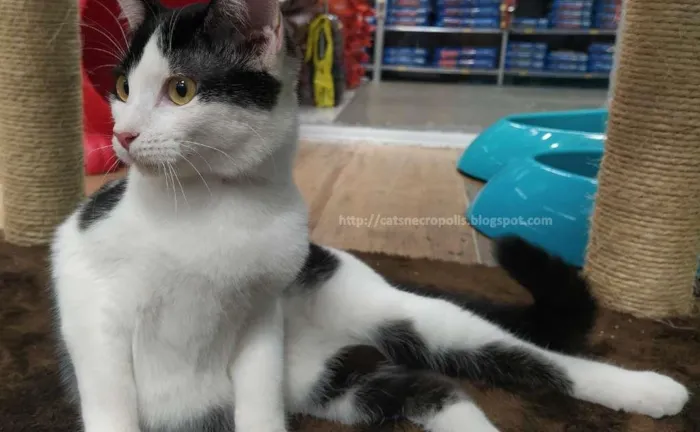 Gato ra a srd idade 2 a 6 meses nome Marshmallow