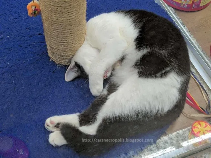 Gato ra a srd idade 2 a 6 meses nome Marshmallow