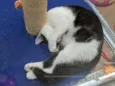 Marshmallow